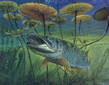 kb Weiss John-Musky and Frog. , 