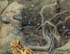 CarelBrestvanKempen CallOfTheMonsoon ec. Kempen, ����� ��� �����