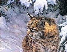 JohnSeerey-Lester UnderThePines ec. Seerey-������� ����