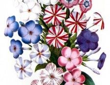 Barbara Milo Ohrbach - A Token of Friendship 14, De. Ohrbach, ������� Milo