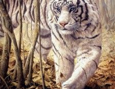 JohnSeerey-Lester SoftlySoftly WhiteTiger ec. Seerey- 