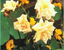 HeritageRoses Safrano-WeaISC. ����, Saxon