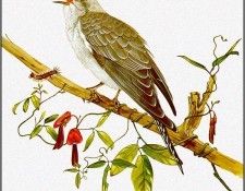pa TonyOliver AustralianBirds 26 PallidCuckoo. , 