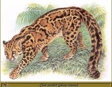 PO pfrd 084 Chat marbr� phase rousse. Dallet, ������