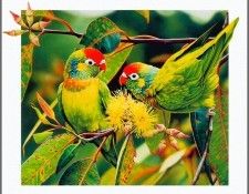 pa AusGeoArt 2003 13 EgoGuiotto VariedLorikeet. Guiotto, ���