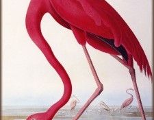 ma Audubon American Flamingo. Audubon, ���� ������