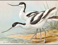 pa BasilEde 35 Avocet. , 