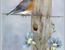 Nelson03 sj. �������, �����