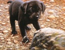 Ipl 0003 Little One JohnSilver sqs. ,    