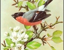 pa BasilEde 06 Bullfinch. ���, �������