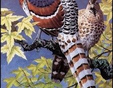 43625. Tunnicliffe, 