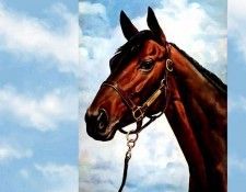 illustrated horse csg001 donald schwartz. , 