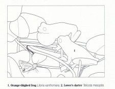 Oz AGls014 Ego Guiotto Orange Thighed Frog Painting Key. Guiotto, ���