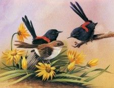 kb Shepherd Eric 08 Red Backed Wrens. , 
