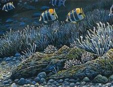 kb Nelson RL Off Tetiaora. Nasmith, 