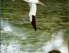 pa NormanArlott 01 Gannet. Arlott, ������