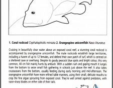 pa EgoGuiotto AG2004 03 CoralRockcod Key. Guiotto, 