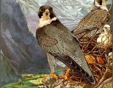 pa TonyOliver BirdsBuildNests 10b. ������, ����