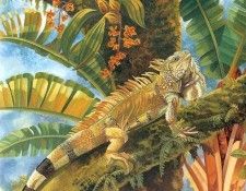 s4-vanishingspecies017-greeniguana. , L