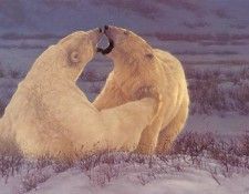 kb Beecham Greg-Polar Attraction.  Beecham