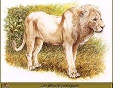PO pfrd 047 Lion blanc du parc Kruger. Dallet, ������