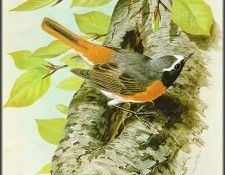 pa BasilEde 37 Redstart. , 