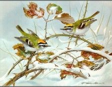 pa BasilEde 67 Firecrest. , 