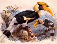 bs-na- J G Keulemans- Great Hornbill. Keulemans, JG