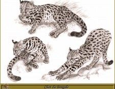 PO pfrd 135 Chat du Bengale. Dallet, ������