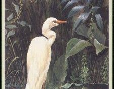 WoodWilliam 21 Egret-We. , 