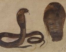 Study of an Egyptian Cobra. , 