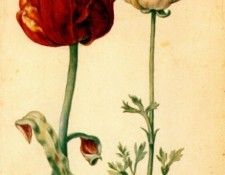 flegel tulip and white poppy 1627-30. , 