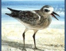 D50-AWE114-RB-Black Bellied Plover 1. Bansemer, 