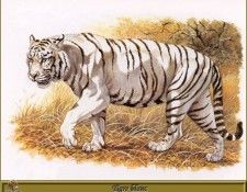 PO pfrd 036 Tigre blanc. Dallet, ������