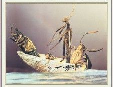 NorfleetB 46 ShipofFools-WeaSDC. Norfleet, 