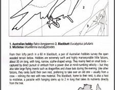pa EgoGuiotto AG2004 10 AustralianHobby Key. Guiotto, 