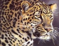 lrs Bosman Paul Everthe Watcher. �������, �����