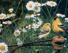 Joshua Spies - Golden Meadow, De. ������, ������