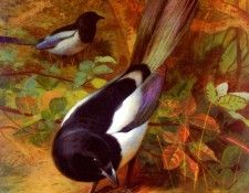 Thorburn Archibald Magpies. �������, ���������