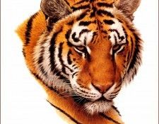 bs-na- Guy Coheleach- Bengal Tiger Head. Coheleach, 