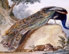 Schouman Aert Blue peacock Sun. Schouman, 