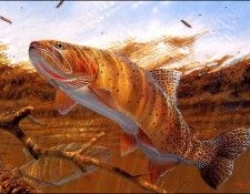 bs-na- Mark Sussino- Matching The Hatch- Cutthroat Trout. Sussino, 