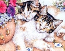 kb Cook Debbie 2001 02. ���, �����