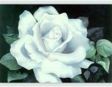 JacksonLouise-WhiteRose-sj. , 
