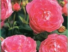 HeritageRoses Madame Pierre Oger-WeaISC. ����, Saxon