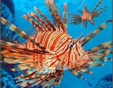 pa AGA 04 EgoGuiotto Lionfish. Guiotto, ���