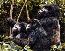 Ae 55 Mountain Gorillas Simon Combes sqs. , 