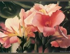 cr RichardDrayton-InFullBloom. , 