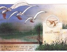 bs GOR 81 Grape Seagulls. �������, �����