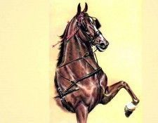 illustrated horse csg003 donald schwartz. , 